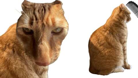 The Dark Souls Of Cat Grooming Games Is Taking The Internet By Storm