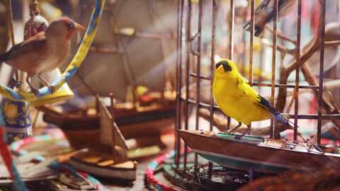 Arc Raiders Avian Alarm Project - All Steps And Rewards