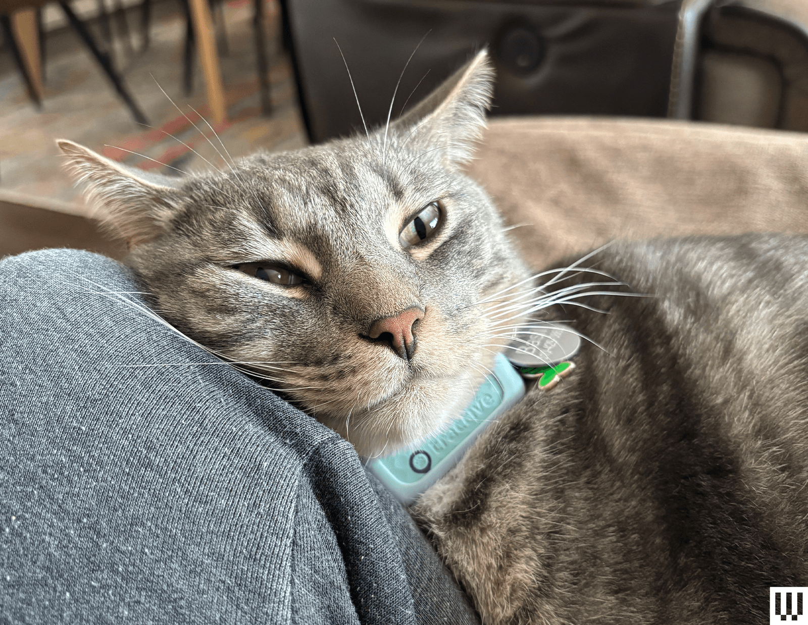 Smart Cat Collars: Which Is Best for Health and GPS Tracking?