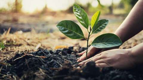 Save Some Green by Going Green... Energize Your Forests & Celebrate Arbor Day With Batteries Plus
