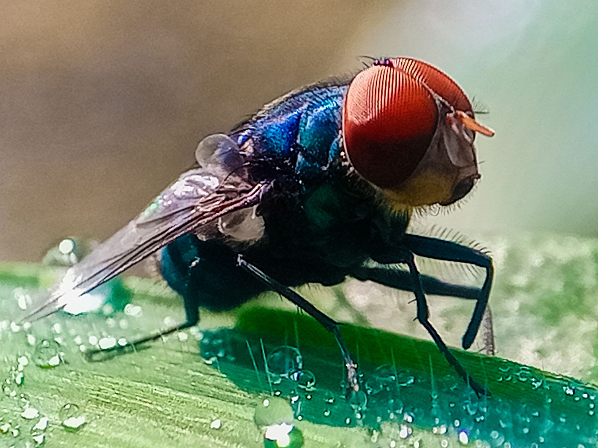 Not to Alarm Anyone, but Flesh-Eating Screwworms Have Entered the US