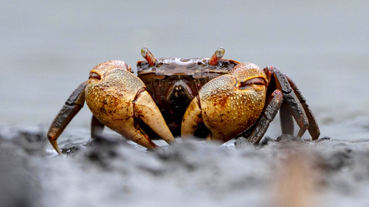 A single crab has the third highest player kill count in Path of Exile 2